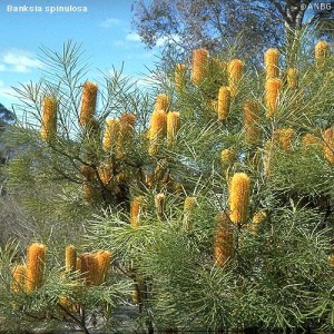Banksia’s attract native fauna.